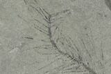 Pennsylvanian Fossil Horsetail (Sphenophyllum?) Plate - Kentucky #158716-1